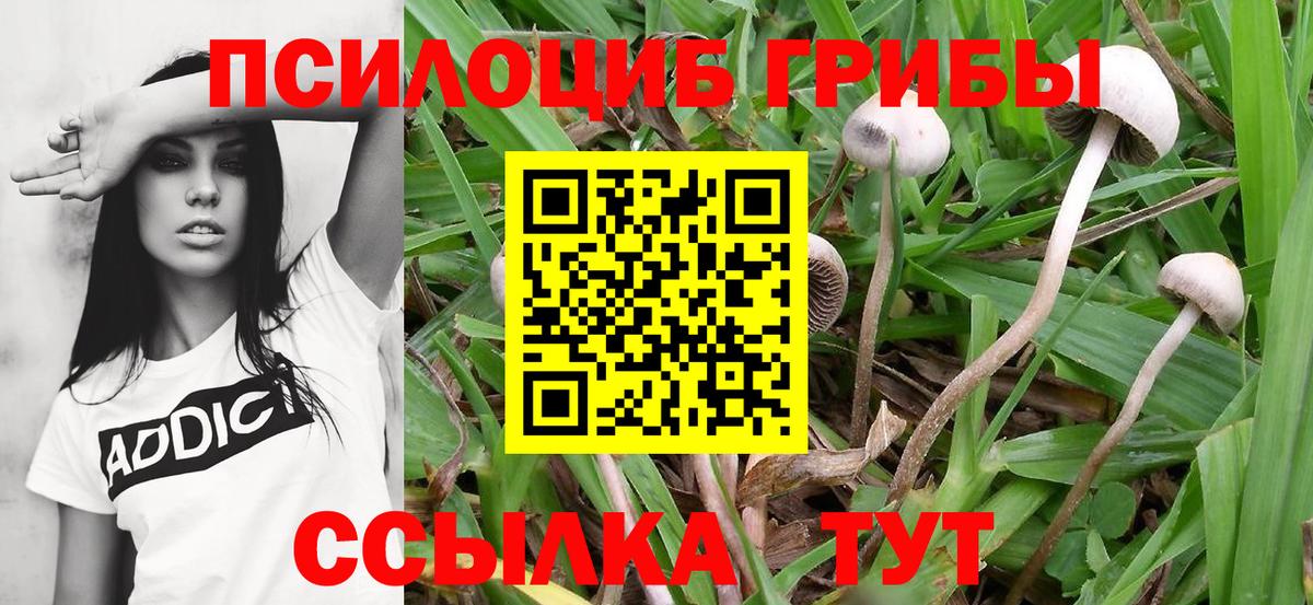 Псилоцибиновые грибы прущие грибы Гусь-Хрустальный